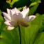 Turtle Pond Flowers